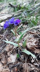 Pulmonaria australis