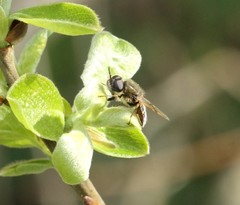 Odontomyia argentata