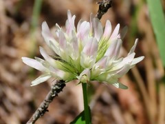 Trifolium latifolium