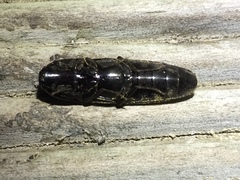 Ochosternus zealandicus
