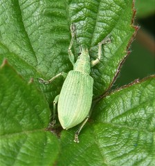 Polydrusus planifrons