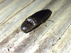 Ochosternus zealandicus