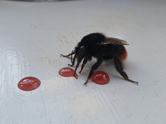 Bombus lapidarius