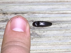 Ochosternus zealandicus