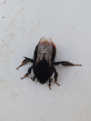 Bombus lapidarius