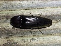 Ochosternus zealandicus