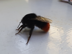 Bombus lapidarius