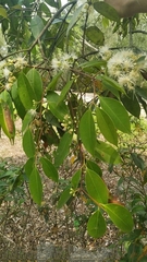 Syzygium fruticosum