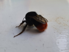 Bombus lapidarius