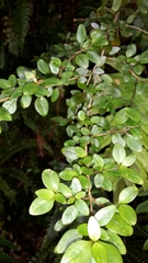 Coprosma colensoi