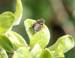 Odontomyia argentata