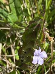 Ruellia blechum image