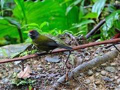 Arremon castaneiceps