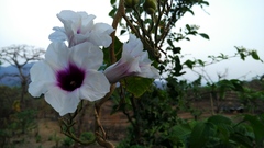Ipomoea campanulata