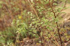 Cotoneaster melanocarpus