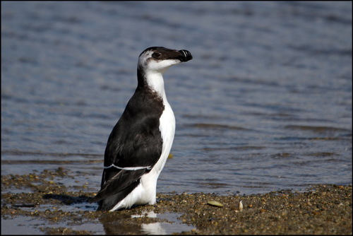 Pingouin torda, jeune
