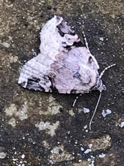 Homophoberia apicosa