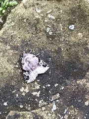 Homophoberia apicosa