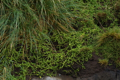 Leptinella plumosa