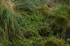Leptinella plumosa