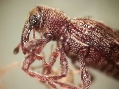 Sthereus quadrituberculatus