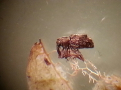 Sthereus quadrituberculatus