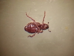 Sthereus quadrituberculatus