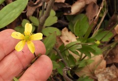 Ranunculus hispidus hispidus