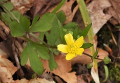 Ranunculus hispidus hispidus