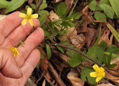 Ranunculus hispidus hispidus