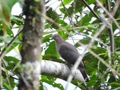 Patagioenas plumbea