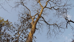Lagerstroemia microcarpa