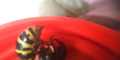 Vespula vulgaris
