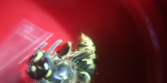 Vespula vulgaris
