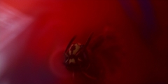 Vespula vulgaris