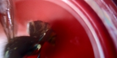Vespula vulgaris