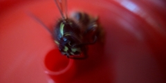 Vespula vulgaris