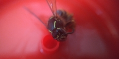 Vespula vulgaris