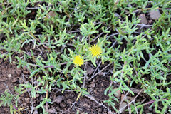 Malephora luteola