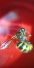 Vespula vulgaris