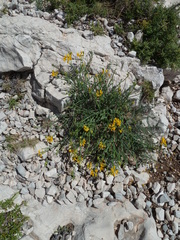 Coronilla juncea
