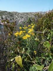 Coronilla juncea
