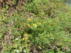 Chamaecytisus hirsutus