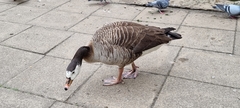 Anser anser × Branta canadensis