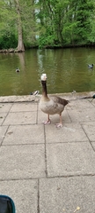 Anser anser × Branta canadensis