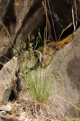Stipa capillata