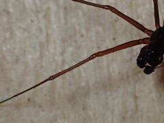 Microlinyphia mandibulata