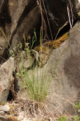 Stipa capillata