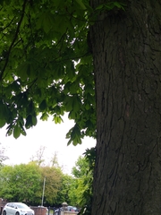 Aesculus hippocastanum