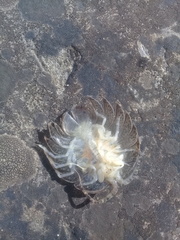 Acanthoserolis schythei